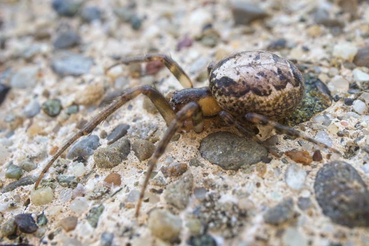 Zygiella cfr. x-notata - Portovenere (SP)